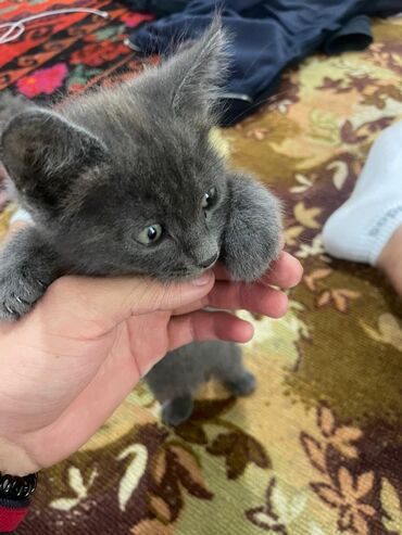 Продажа кошек: Скотиш Страйт (Шотландская прямоухая), 1 месяц, Мальчик, Голубой, Проглистована