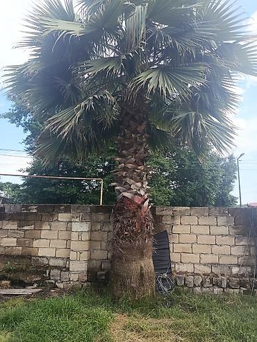 Palma Vaşinqton . 3 metreden 8 9 metreye kimi 1 ədədi 400manatdan
