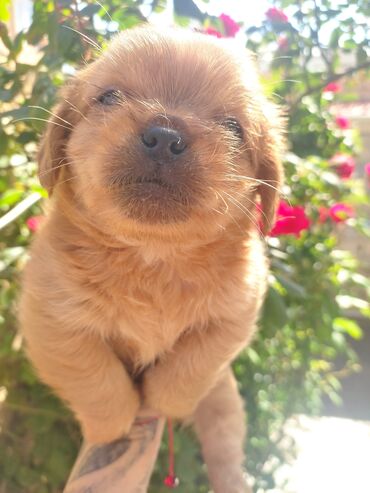 İtlər: Pekines, 3 ay, Dişi, Ünvandan götürmə — 3