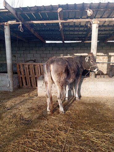 купить собаку ротвейлер: Сатам | Кунаажын | Швиц | Сүт алуу үчүн | Асыл тукумдуу, Кысыр, Төл болгон жок