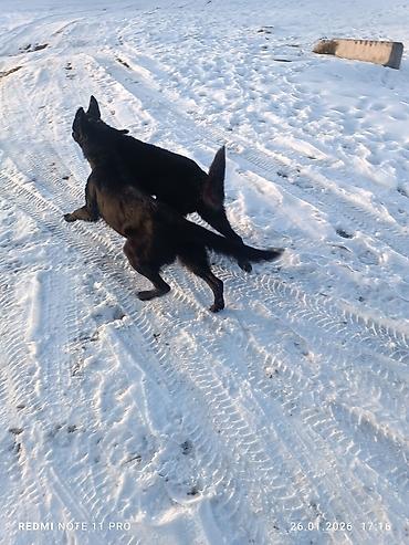 Продажа собак: Черные собаки среднего размера (2 особи). Крепкое телосложение — 4