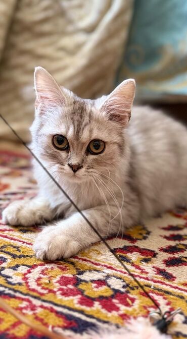 кошка персидская шиншилла: Скотиш Страйт (Шотландская прямоухая), 2 месяца, Мальчик, Серебристая шиншилла