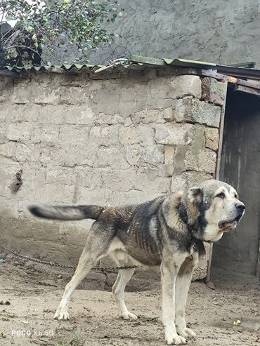 balonka itler: Qafqaz çoban iti, 4 il, Erkek, Peyvəndli, Ünvandan götürmə