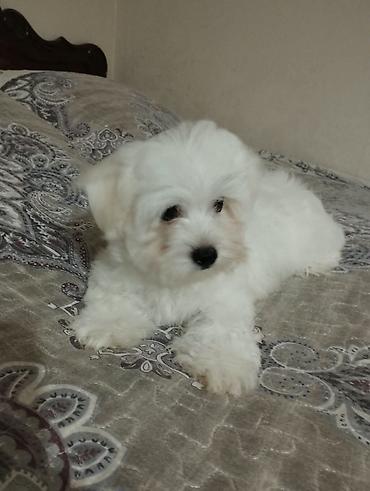 mini maltese: Ünvandan götürmə, Pulsuz çatdırılma, Ödənişli çatdırılma — 4
