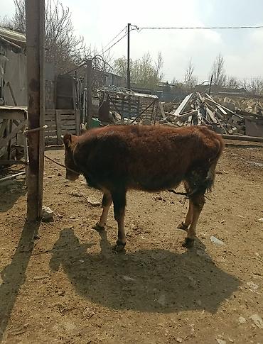 Dana, buzov: Dana, buzov — 16