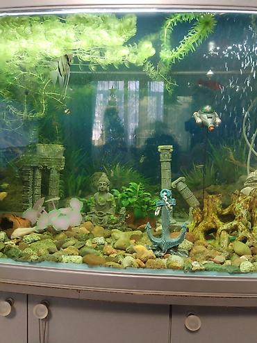 Аквариумы: Заводской аквариум на 250 литров, полностью укомплектован с рыбками и — 4