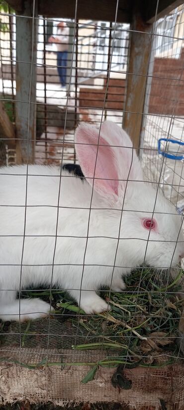 декоротивные кролики: Продаётся: Кролик самка Порода: Белый великан Приручина к рукам