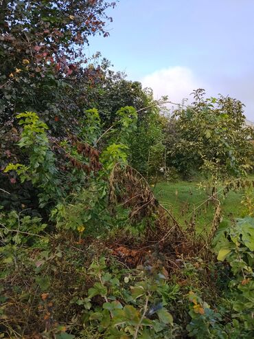 Ağaclar: Məhsul: Meyvə ağacları ilə yaşıllıq sahəsi (həyətyanı bağ)Günəşli — 4