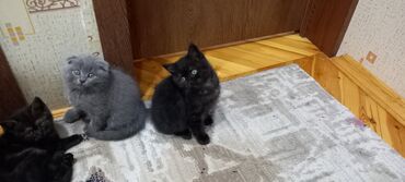 Pişiklər: Britan, Erkək, Dişi, Ünvandan götürmə -da lalafo.az — 8 Pişiklər: Britan, Erkək, Dişi, Ünvandan götürmə — 8