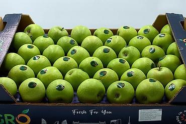 alca tursusu: Azərbaycan alması alışı — Granny Smith və Golden sortları Şirkətimiz — 1