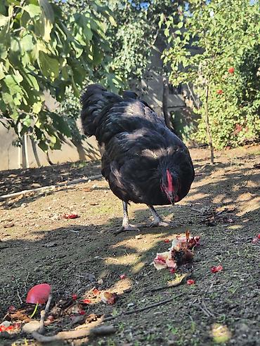 sari qus: Toyuq, Australorp, Damazlıq — 7