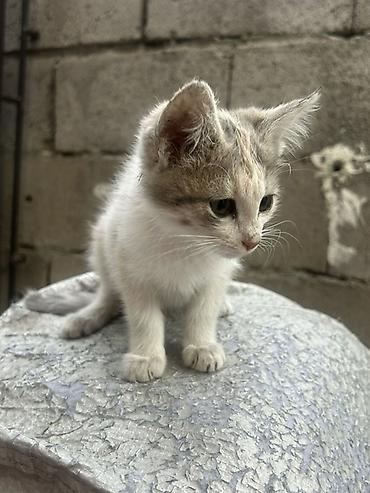 Продажа кошек: Беспородная, 2 месяца, Мальчик, Биколор, Приучена к лотку, Проглистована — 3