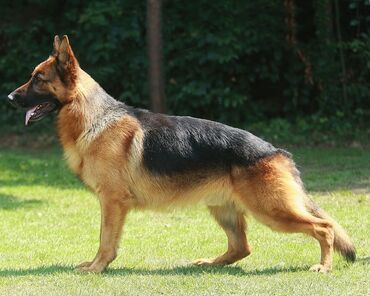Собаки: Срочно продаю собаку. Порода Немецкая овчарка. Возраст 1-год. Самка