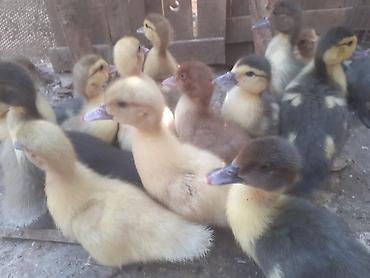 Ördəklər: 17 dene ordek balalari biri 5 manat. 055 880. 85. 29 — 4