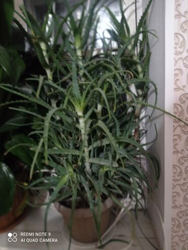 тк табылга отдел мягкой мебели бишкек: Алоэ