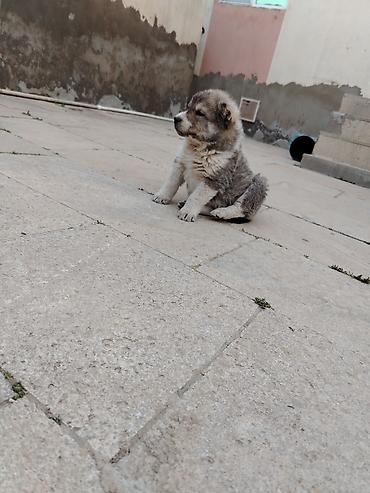 İtlər: Kanqal, 1 ay, Erkek — 7