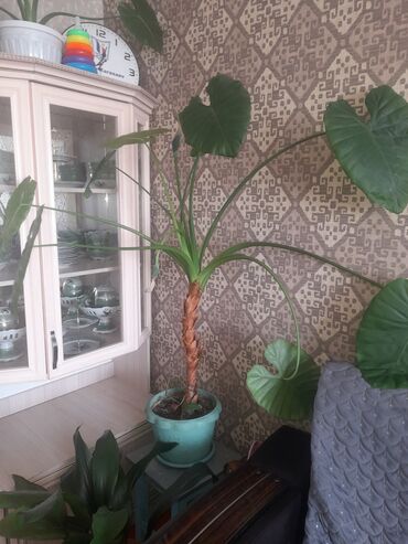 растения в горшках: Другие комнатные растения