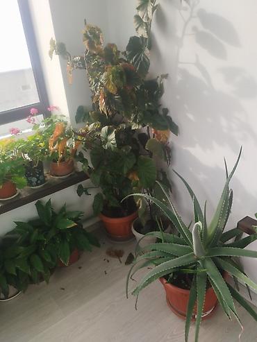 Другие комнатные растения: Продаю комнатные цветы герань, женское счастье, алое и ТД — 5