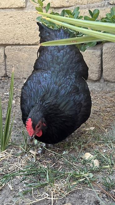 quban toyuqlari: Toyuq, Australorp, Damazlıq — 5