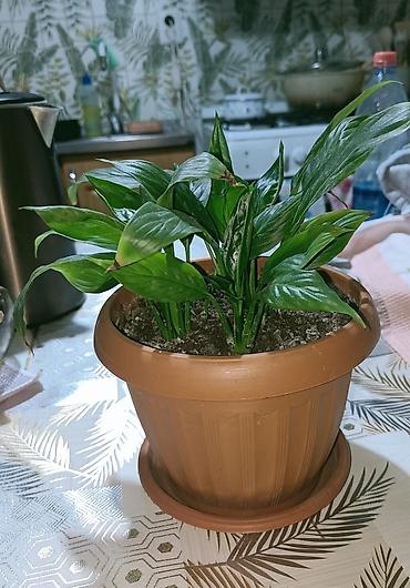 опрыскивать: Спатифиллум (Spathiphyllum) в горшке - Компактный куст с плотной — 3
