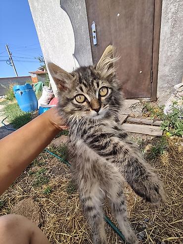 Мышыктар: Котята – домашние мурлыки и маленькие охотники - Возраст: примерно — 5