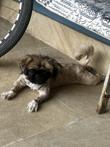 it heyvan: Pekines, 2 il, Dişi, Ünvandan götürmə