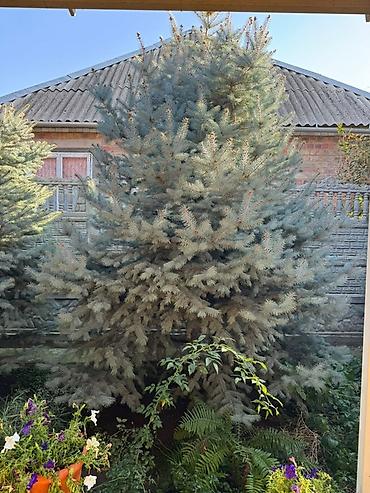 семена ель: Ель голубая (Picea pungens), Декоративная декоративная хвойная порода — 4