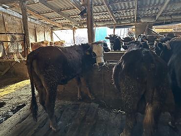 Коровы, быки: Продаю | Бык (самец) | На откорм — 5