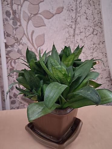 epimedium bitkisi satisi: Satılır: Ev/ofis üçün dekorativ otaq bitkiləri kolleksiyası - — 9