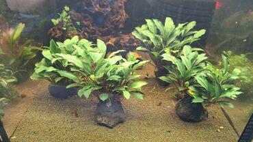 Аквариумы: Аквариумные растения — живые, выращенные в воде Предлагаются — 4
