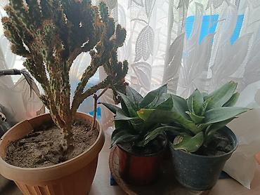 🌵 кактус. Щучий хвост