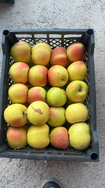 Яблоки: Яблоки Превосходное — 8