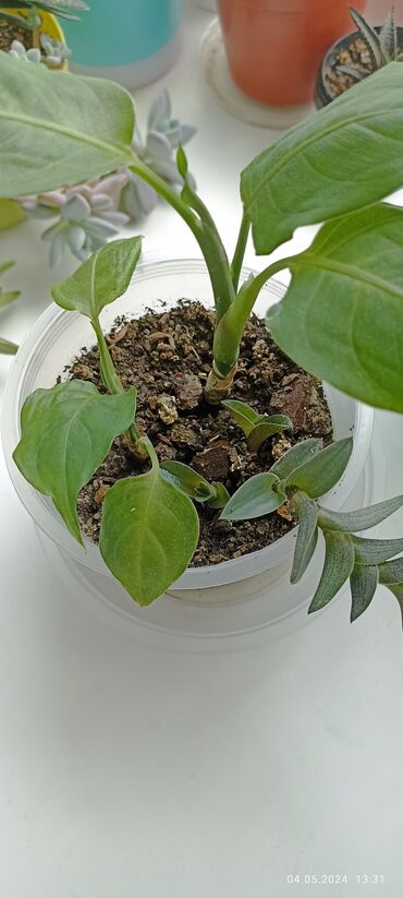 Другие комнатные растения: Каллизия и дифенбахия