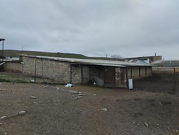 4 otaqlı kiraye evler: Ferma kompleksi – mal-qara saxlanışı üçün hazır infrastruktur - Geniş — 5