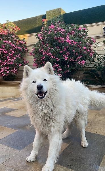 İtlər: Samoyed — 10