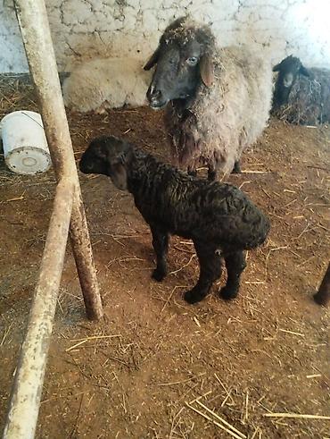 Баран, овца: Продаю | Овца (самка) | Полукровка | Для разведения | Матка — 8