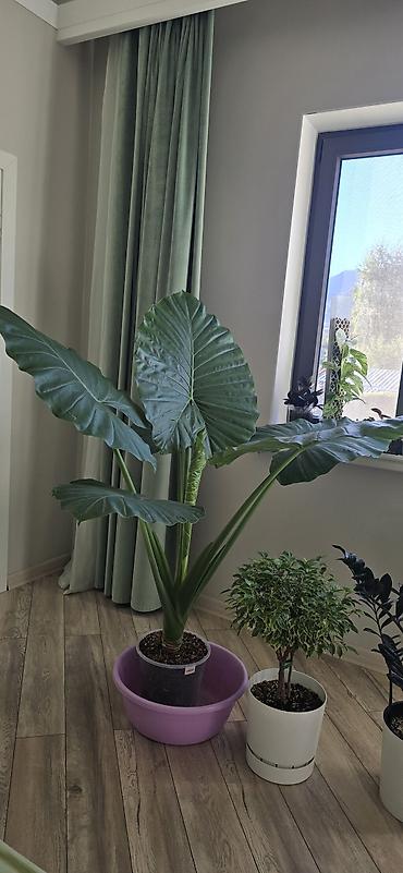 Алоказии: Алоказия крупноколистная (вероятно Alocasia macrorrhizos, «Слоновье — 1