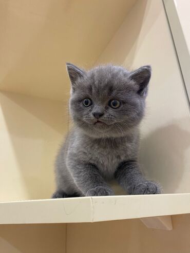 Pişiklər: Britan yastı qulaq, Erkək, Dişi, Yaxşı əllərə, Ünvandan götürmə, Pulsuz çatdırılma, Ödənişli çatdırılma — 1