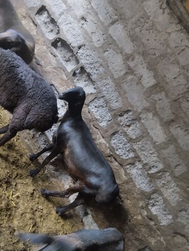продаю овца: Продаю | Овца (самка) | Гиссарская | Для разведения at lalafo.kg продаю овца: Продаю | Овца (самка) | Гиссарская | Для разведения