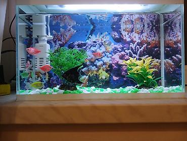 Akvariumlar: Dördbucaq akvarium, Balıqlarla birlikdə, 15 l — 1