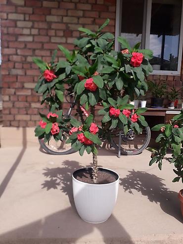 Молочаи: Комнатные растения в горшках 1) Молочай Милла (Euphorbia milii — 1
