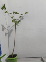 пластиковая посуда бишкек: Китайская роза (Гибискус)