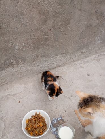 шотландская мраморная кошка: Кошка даром: Беспородная, 2 месяца, Девочка