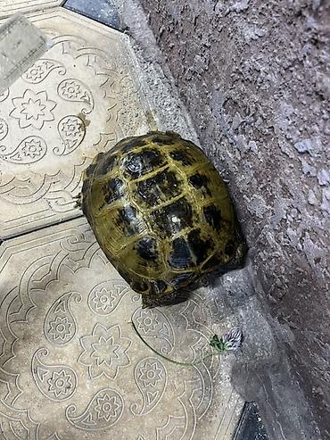 яицо черепахи: Наземная черепаха 🐢 
1 штук — 3