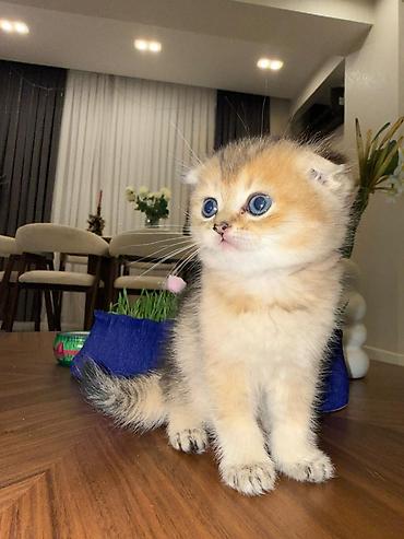 Heyvanlar: Britan qıvrıqqulaq (Scottish Fold) balası - Cins: Scottish Fold — 1