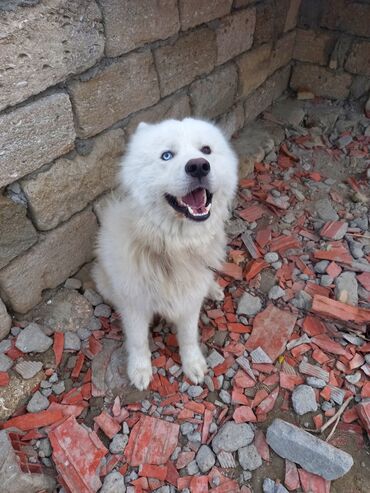 it yemi satilir: Samoyed, 1 il, Erkek, Peyvəndli, Ünvandan götürmə, Ödənişli çatdırılma