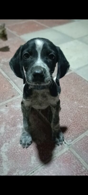 Pudel, 2 ay, Erkek, Peyvəndli, Ünvandan götürmə