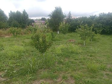 10 sot, Kənd təsərrüfatı, Mülkiyyətçi, Kupça (Çıxarış)