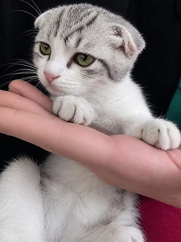 котёнок бесплатно: Игривый мальчишка .вислоухий котенок,остался последний из — 1