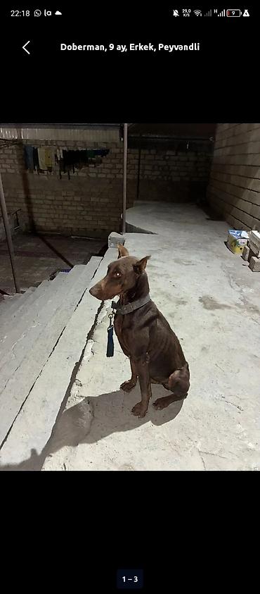 dişi doberman: Doberman, 9 ay, Erkək, Peyvəndli — 1